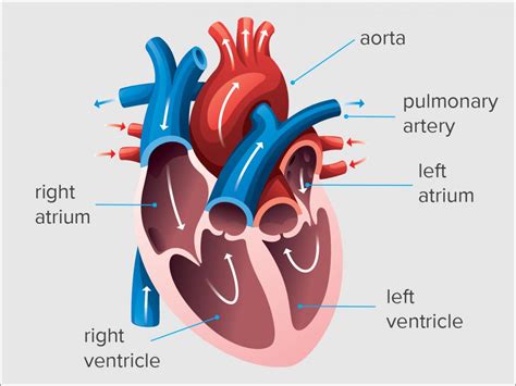 end diastolic volume fiveable.